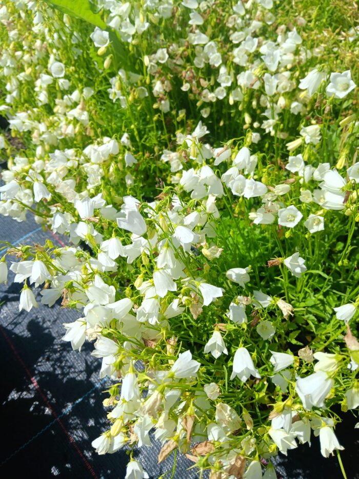 Campanula cochleariifolia 'Bavaria White'