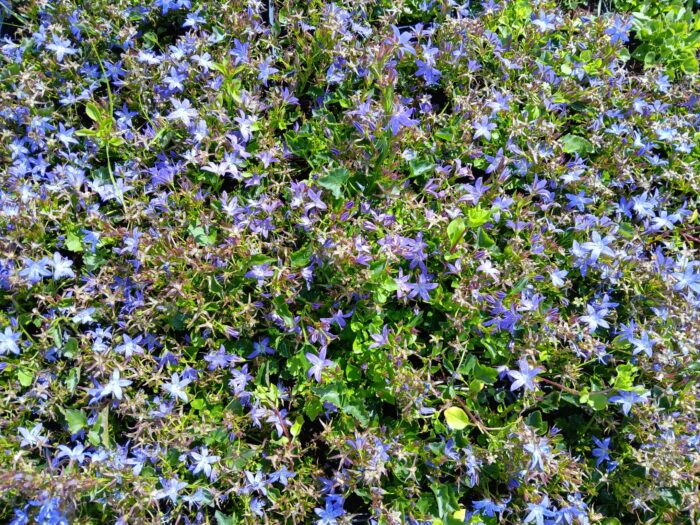 Campanula poscharskyana 'Stella'