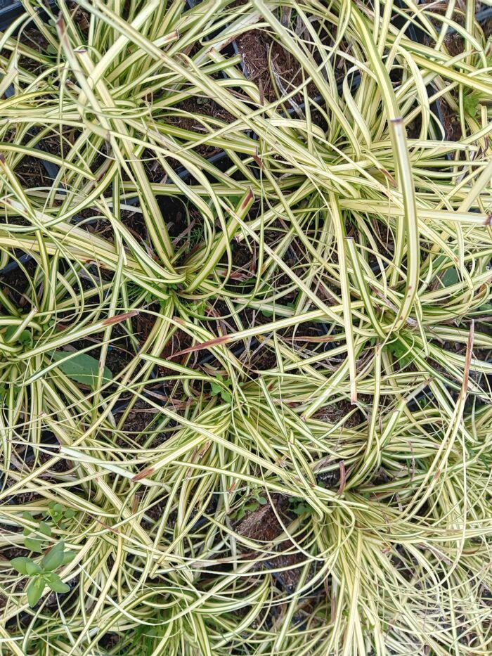 Carex hachijoensis 'Evergold'