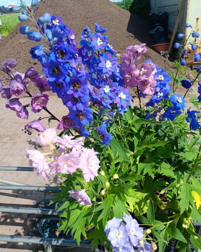 Delphinium elatum 'New Zealand Hybrids Mix'
