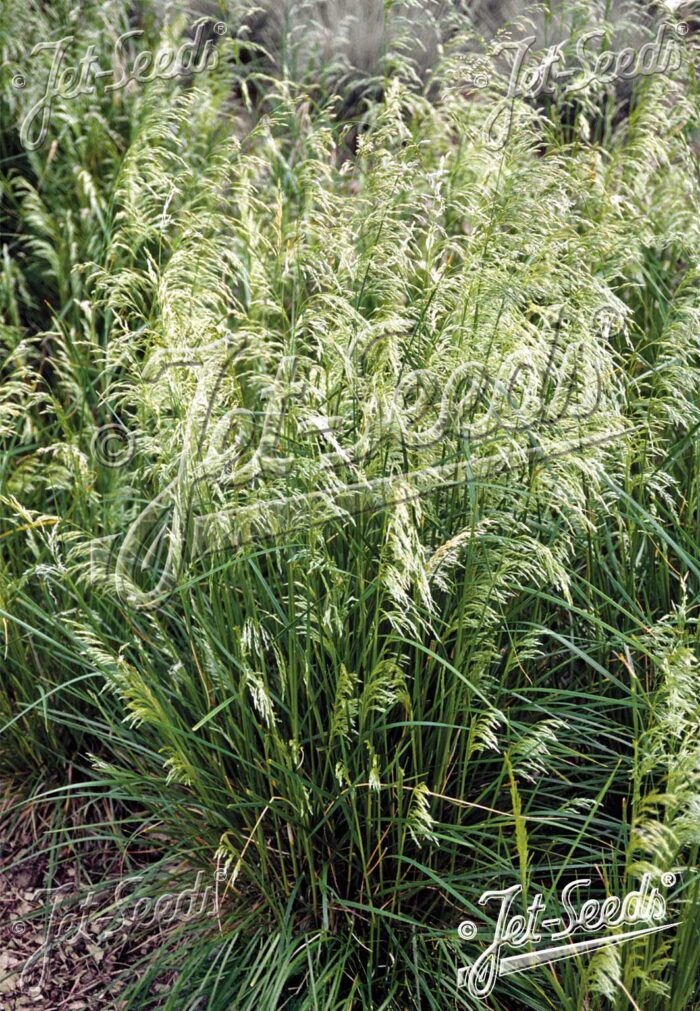 Deschampsia cespitosa 'Pixie Fountain'