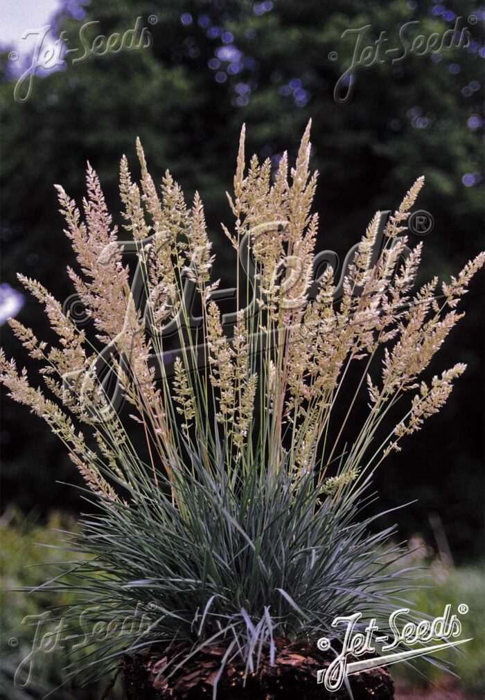 Koeleria glauca