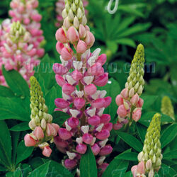 Lupinus Per.-Hybr. 'Mini-Gallery Rosa-Weiß'