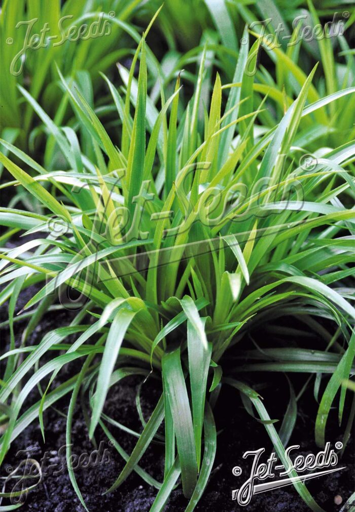 Luzula sylvatica 'Auslese'