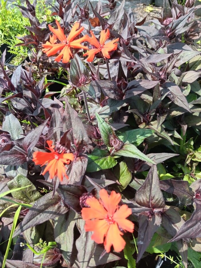 Lychnis x arkwrightii 'Orange Zwerg'