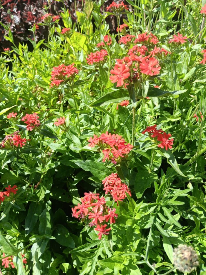 Lychnis chalcedonica 'Red Cross'