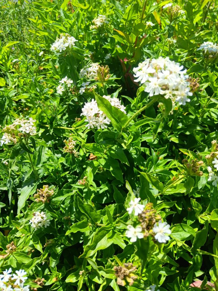 Lychnis chalcedonica 'Rauhreif'