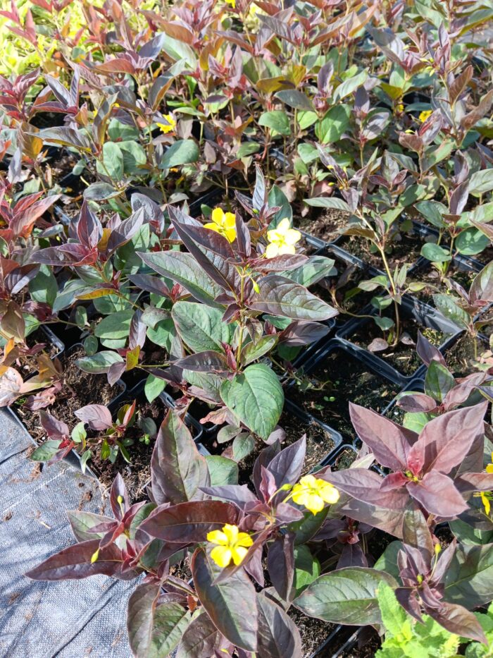 Lysimachia ciliata 'Firecracker'