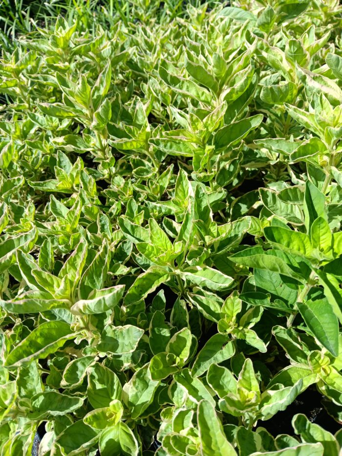 Lysimachia punktata 'Alexander'