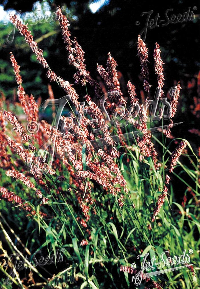 Melica altissima 'Atropurpurea'