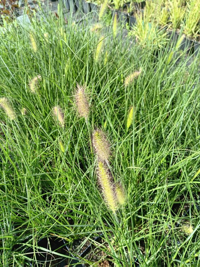 Pennisetum alopecuroides `Hameln'