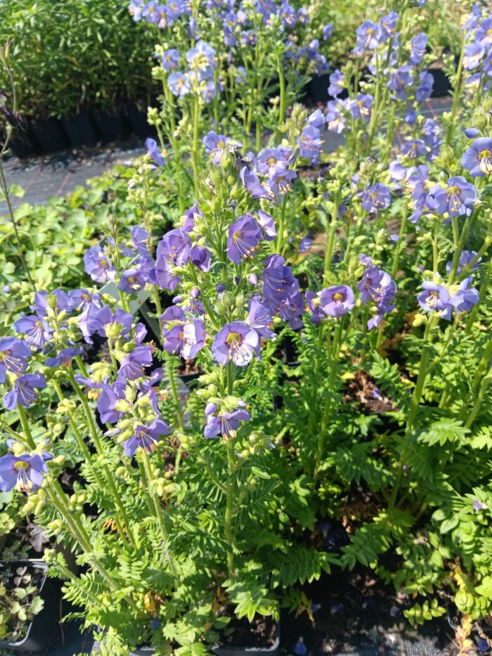 Polemonium caeruleum 'Blue Pearl'