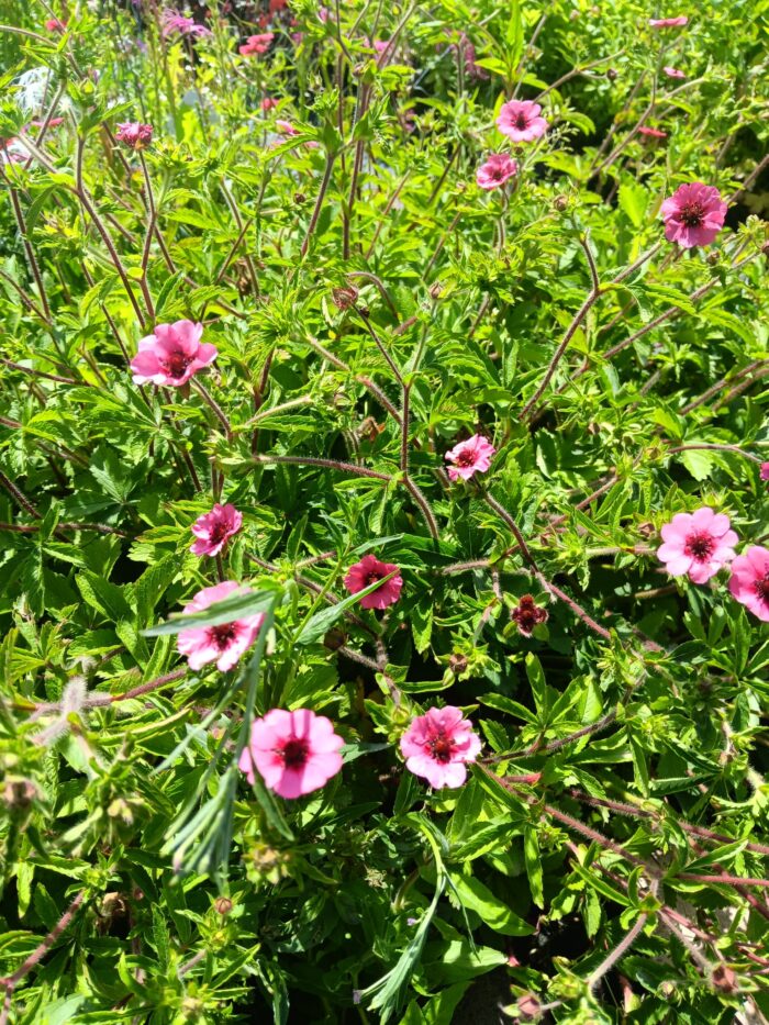 Potentilla nepalensis 'Miss Willmott'