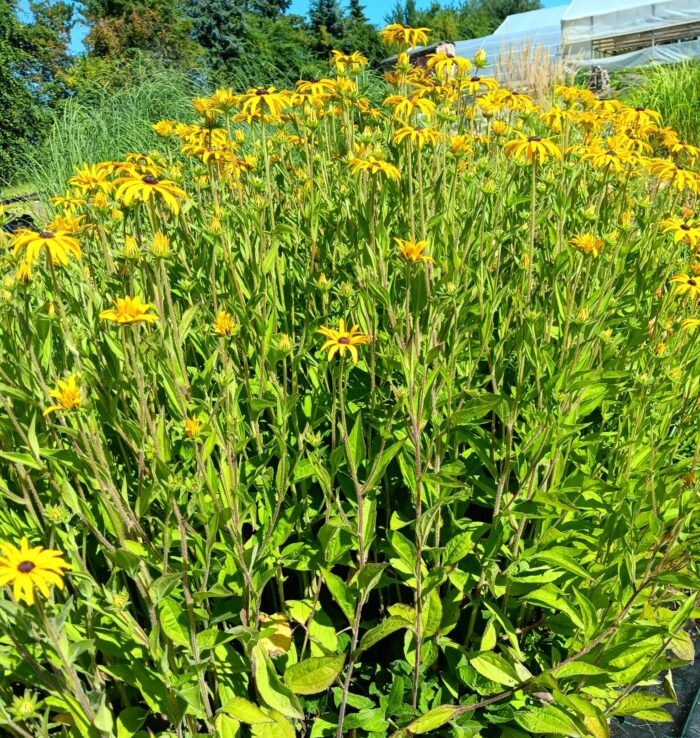 Rudbeckia fulgida var. deamii