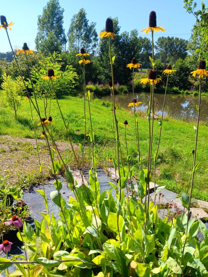 Rudbeckia maxima