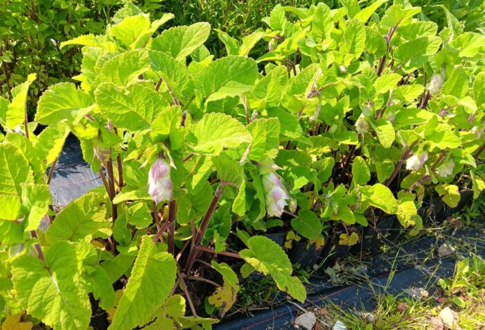Salvia sclarea var. turkestanica 'Vatican White'