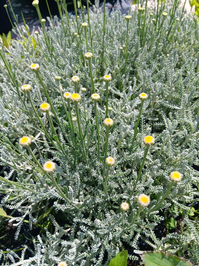 Santolina chamaecyparissus