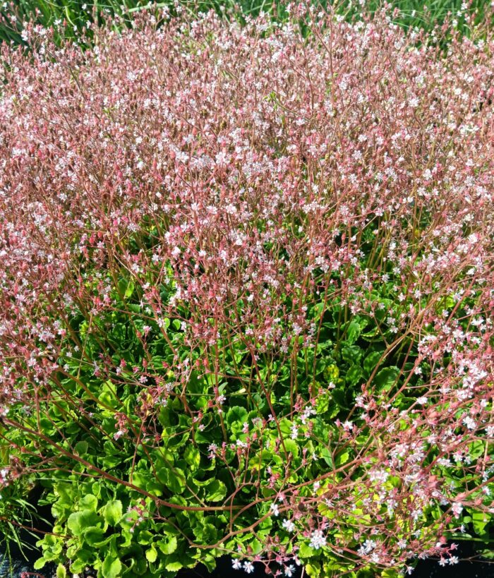 Saxifraga umbrosa 'Variegata'
