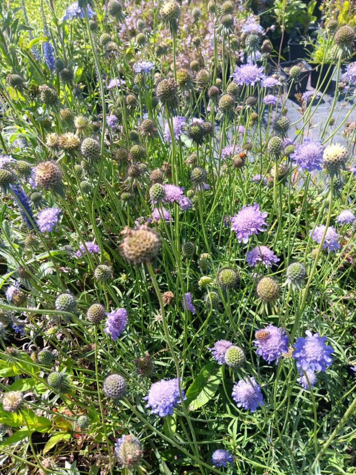 Scabiosa columbaria 'Pincushion Blue' – Bild 2