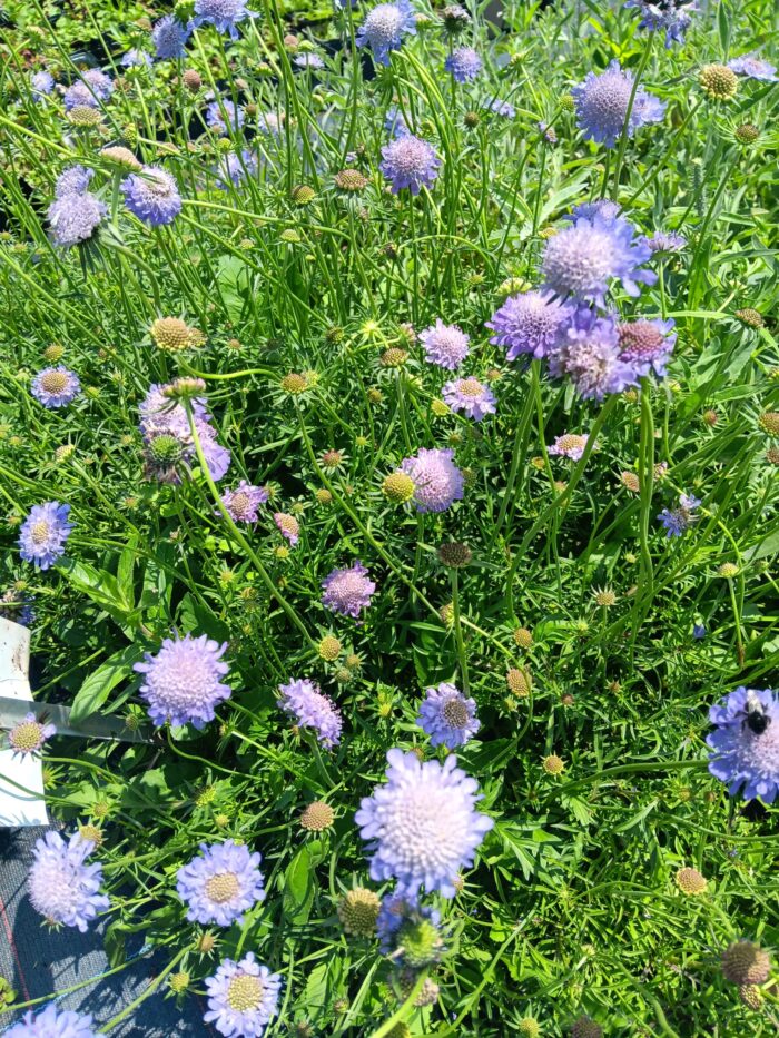 Scabiosa columbaria 'Pincushion Blue'