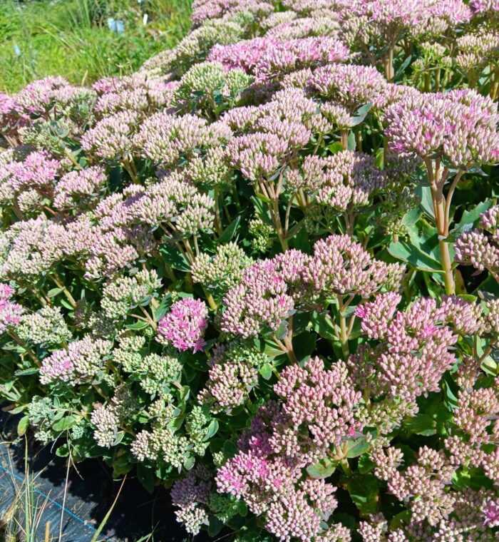 Sedum telephium 'Herbstfreude'