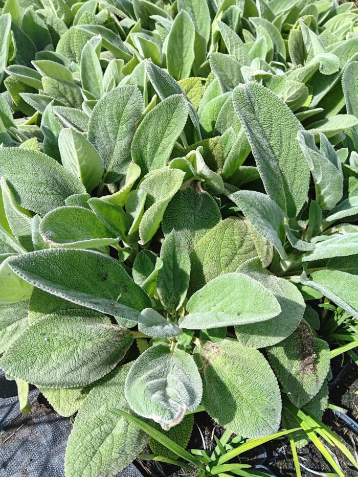 Stachys byzantina 'Helene von Stein'