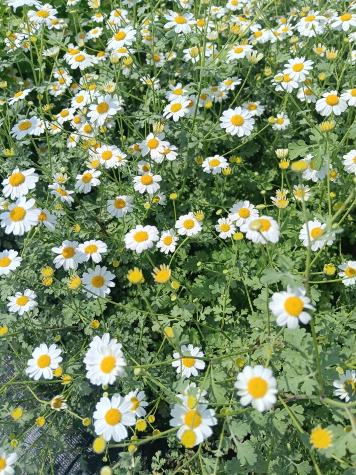 Tanacetum niveum "Jackpot"