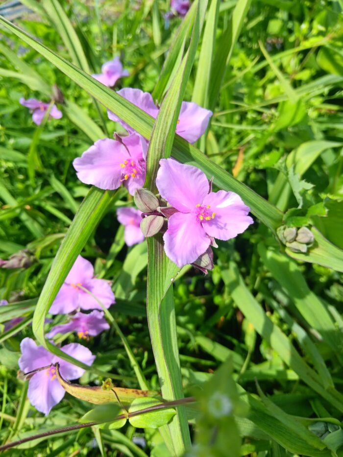 Tradescantia andersoniana 'Perrine's Pink'