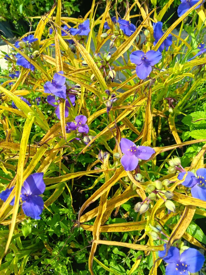 Tradescantia x andersoniana 'Sweet Kate'