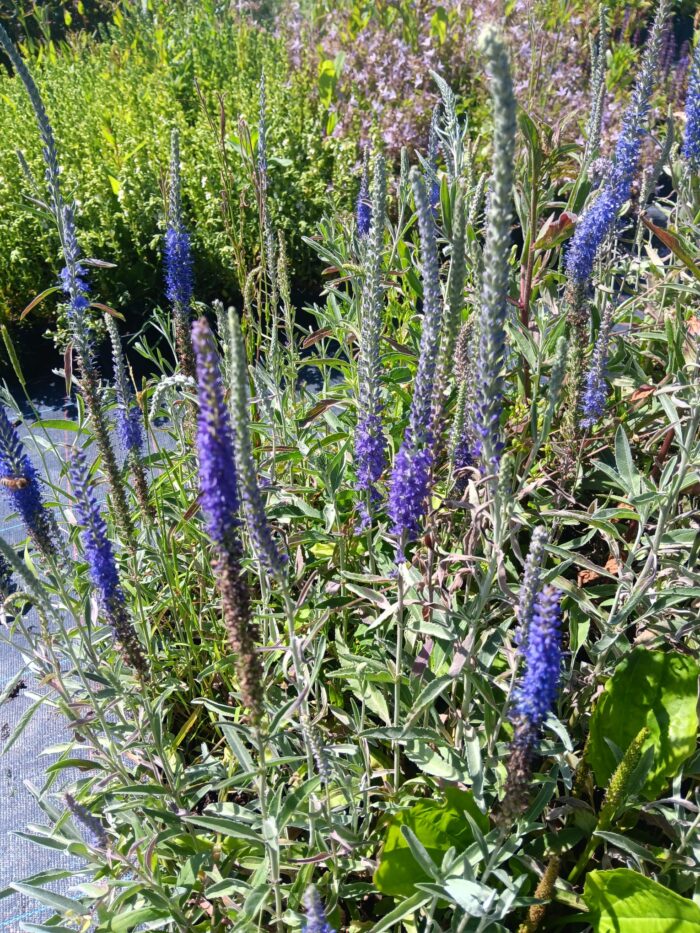 Veronica incana 'Silbersee'
