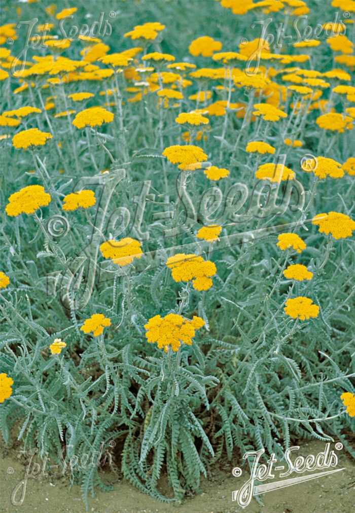 Achillea clypeolata