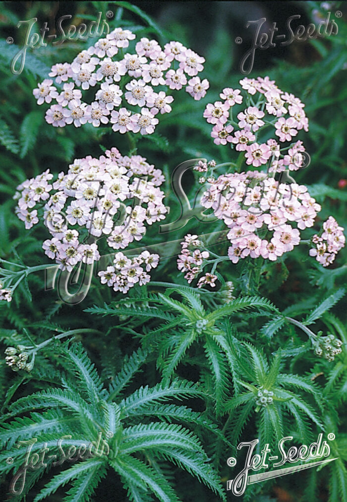 Achillea sibirica var. camtschatica 'Love Parade'