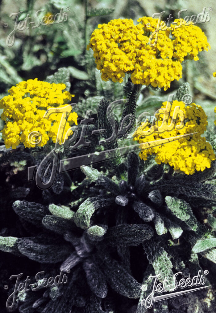 Achillea tomentosa 'Aurea'