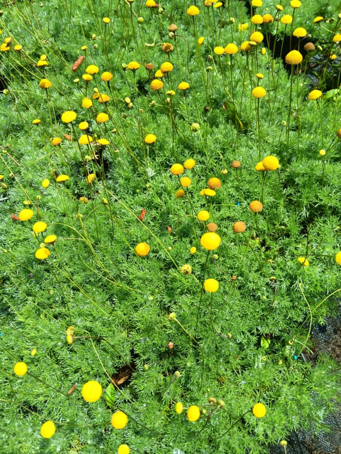 Cotula hispida