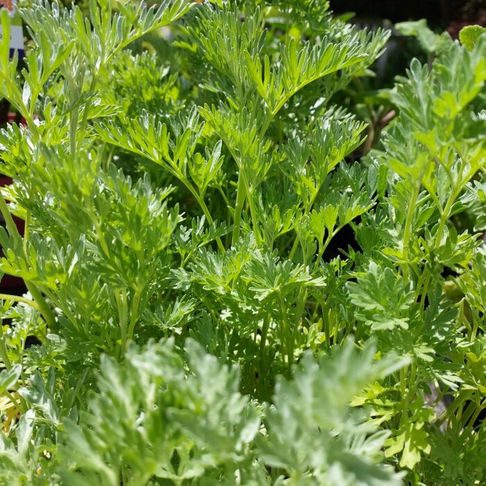 Artemisia absinthum