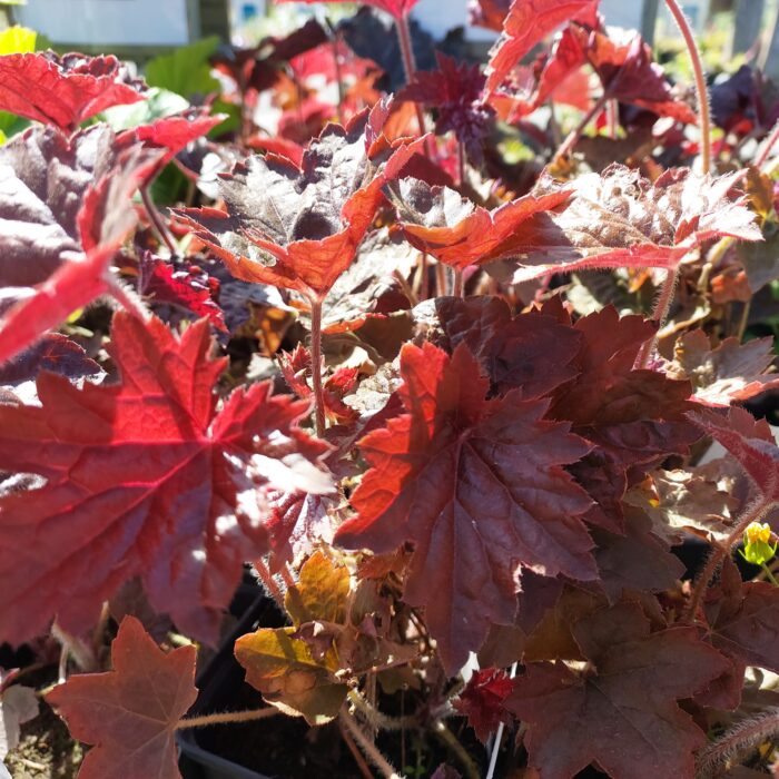 Heuchera micrantha 'Palace Purple'