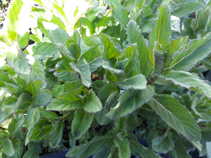 Mentha spicata 'Yakima'