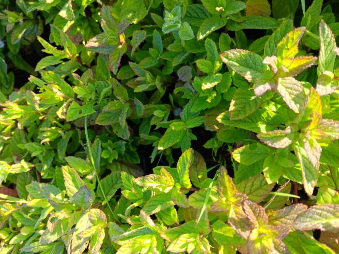 Mentha gracilis Ginger