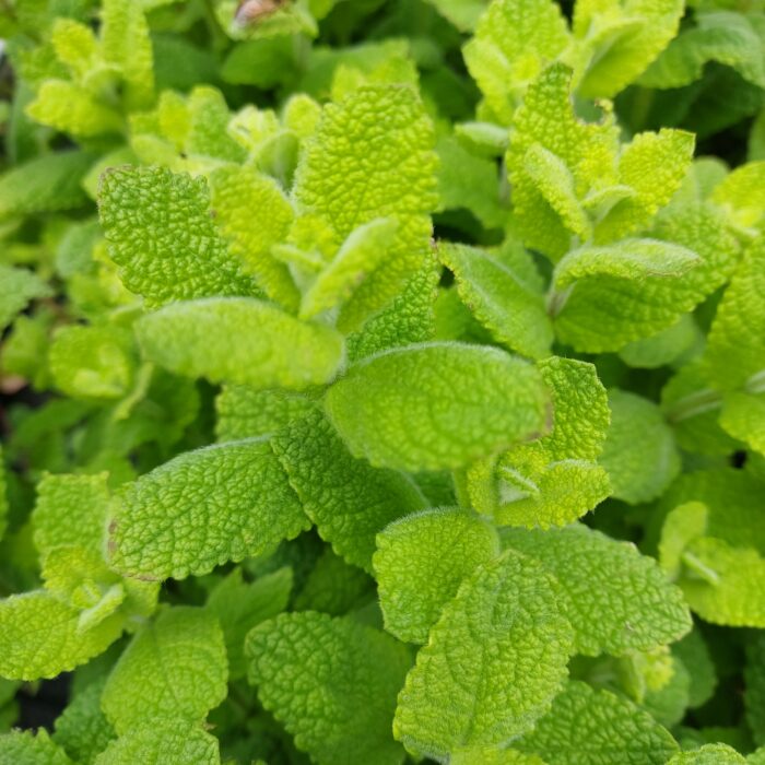 Mentha suaveolens 'Pomo Petite'