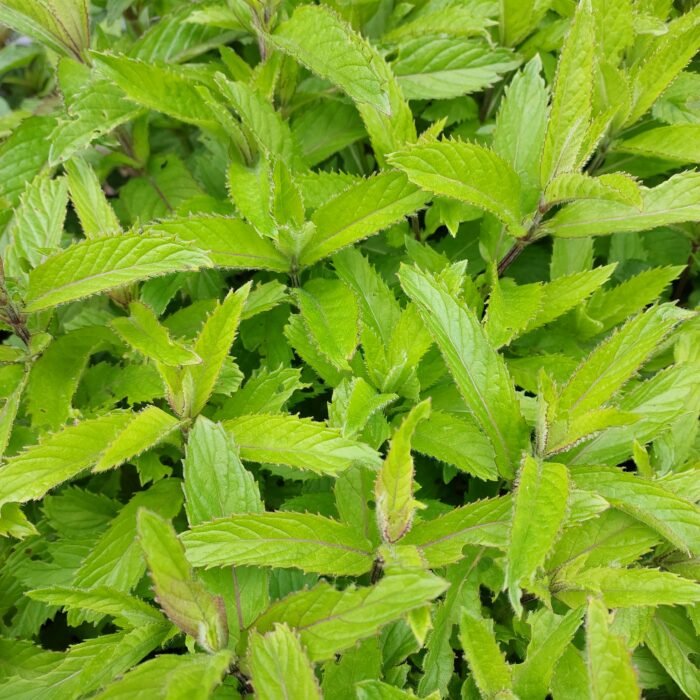 Mentha spicata 'Swiss'