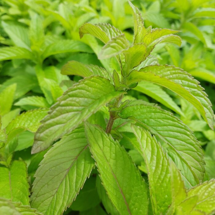 Mentha spicata 'Abura'