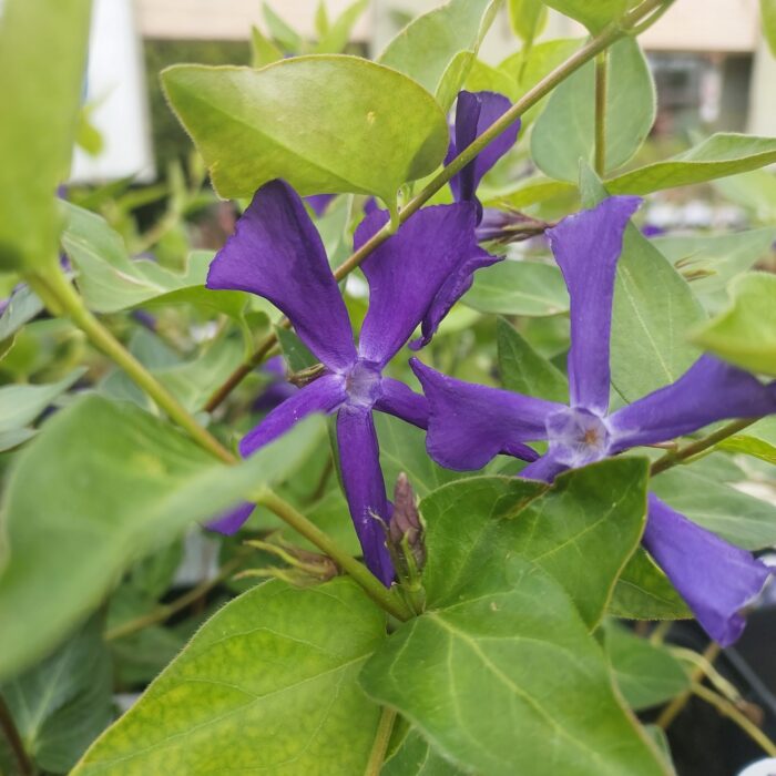 Vinca major