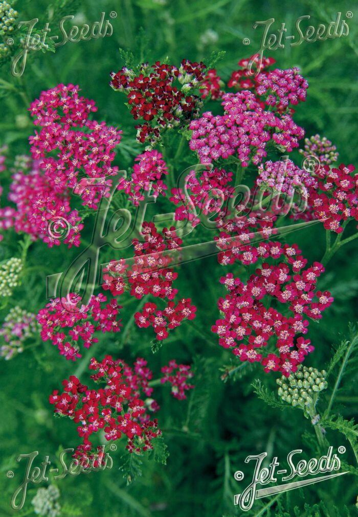 Achillea millefolium 'Cassis'