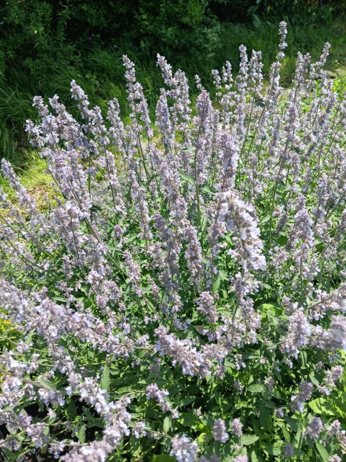 Nepeta x faassenii 'Gletschereis'