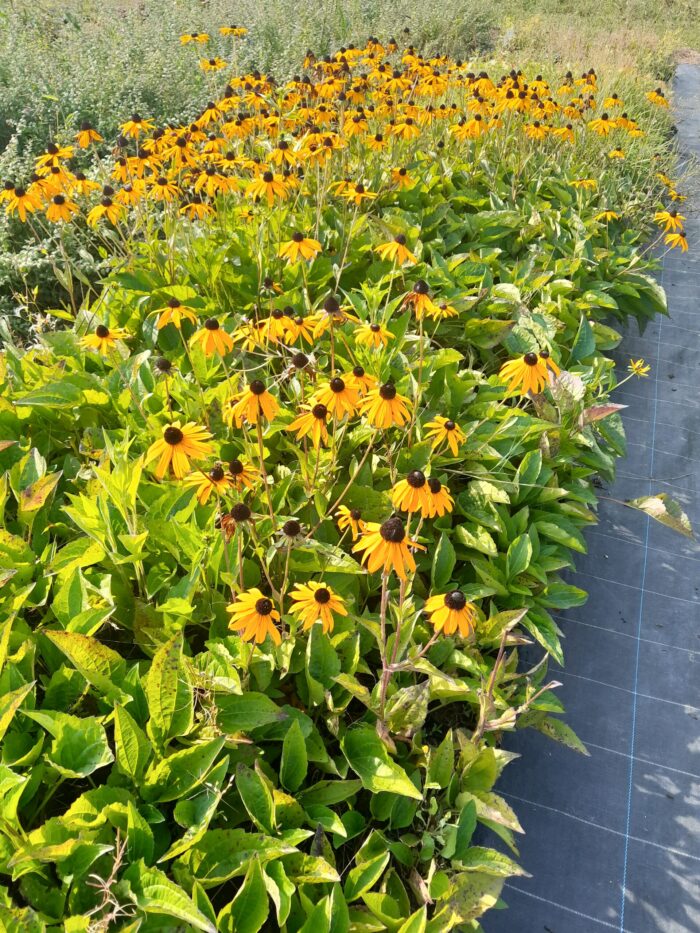 Rudbeckia fulgida var. sull. 'Goldsturm'