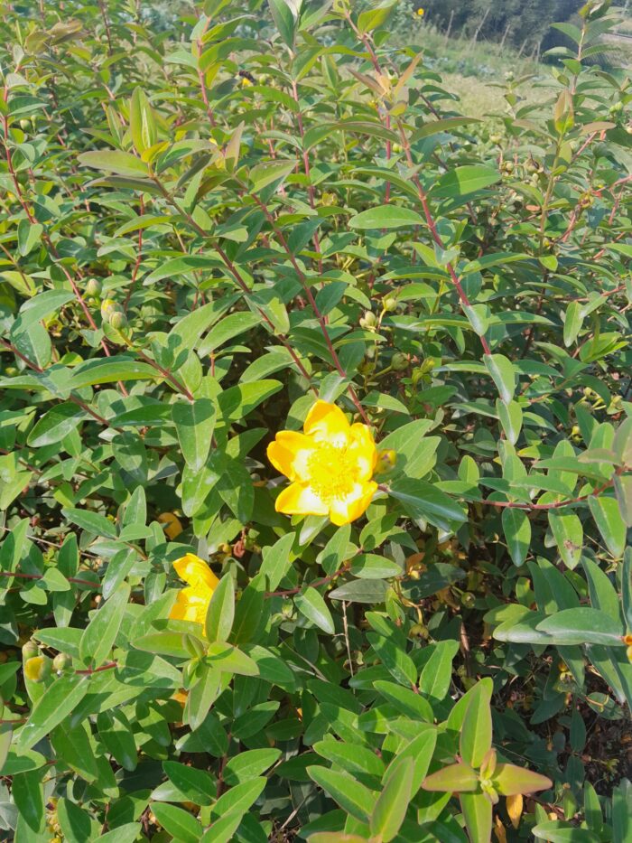 Hypericum 'Hidcote'