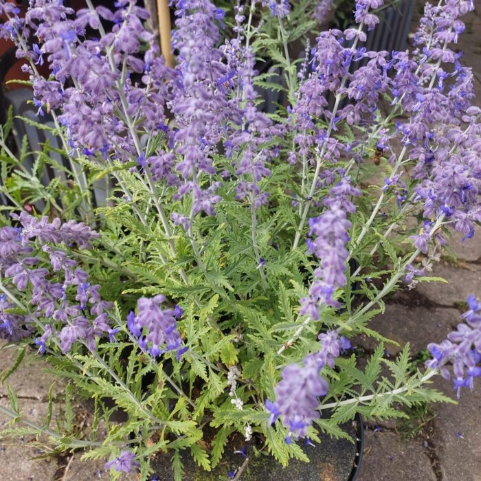 Perovskia atriplicifolia 'Blue Spire' C3 Topf