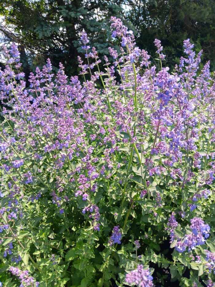 Nepeta x faassenii 'Walker's Low'