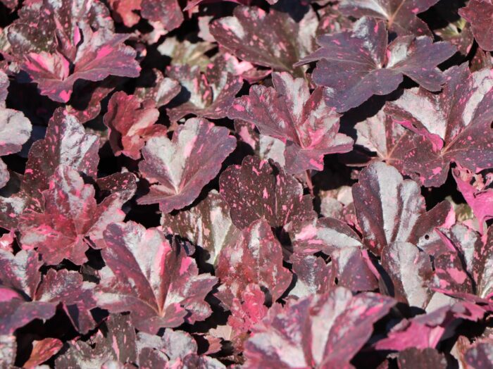 Heuchera micrantha 'Midnight Rose' – Bild 2