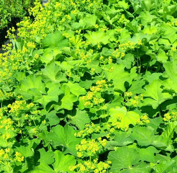 Alchemilla mollis